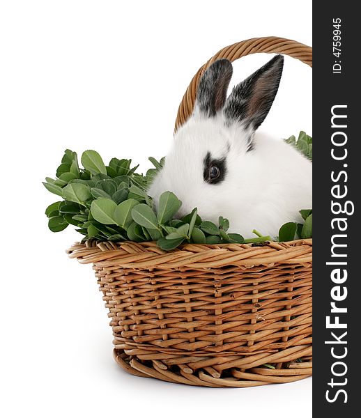 Cute bunny in a basket on white background