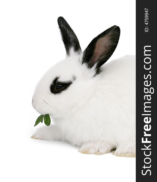 Close up portrait of  cute bunny isolated on white