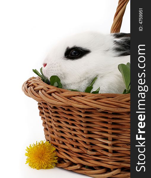 Close up portrait of cute bunny in a basket