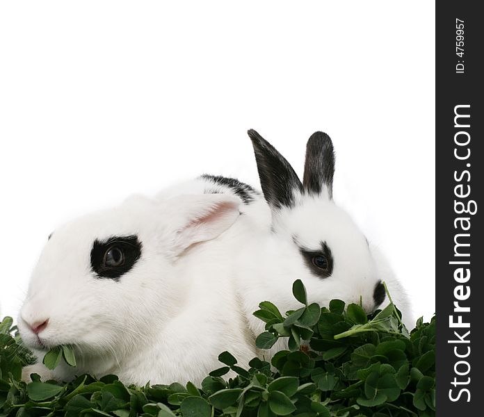 Close up portrait of two bunnies on white background