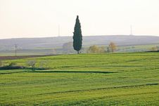 Cypress In The Field Royalty Free Stock Images Cypress In The Field Royalty Free Stock Images