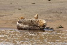 Common Seal Royalty Free Stock Images