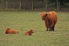 A Highland Cow Family Stock Photo