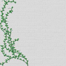 Vine Growing On Left Side Of Block Wall Stock Image Vine Growing On Left Side Of Block Wall Stock Image