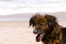 Sandy Beach Dog Royalty Free Stock Photos