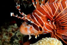 Lionfish Royalty Free Stock Image Lionfish Royalty Free Stock Image