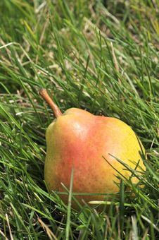 Fresh Pear Stock Photography Fresh Pear Stock Photography