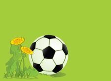 Football In Dandelions Royalty Free Stock Photos Football In Dandelions Royalty Free Stock Photos