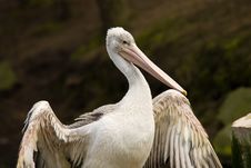 Pelican Stock Images Pelican Stock Images
