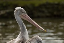 Pelican Royalty Free Stock Photography Pelican Royalty Free Stock Photography