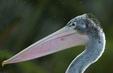 Pelican Stock Images Pelican Stock Images