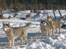 Husky Dogs Royalty Free Stock Images