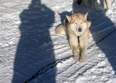 Husky Dog Royalty Free Stock Images