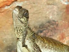 Portrait Of Lizard Royalty Free Stock Photo Portrait Of Lizard Royalty Free Stock Photo