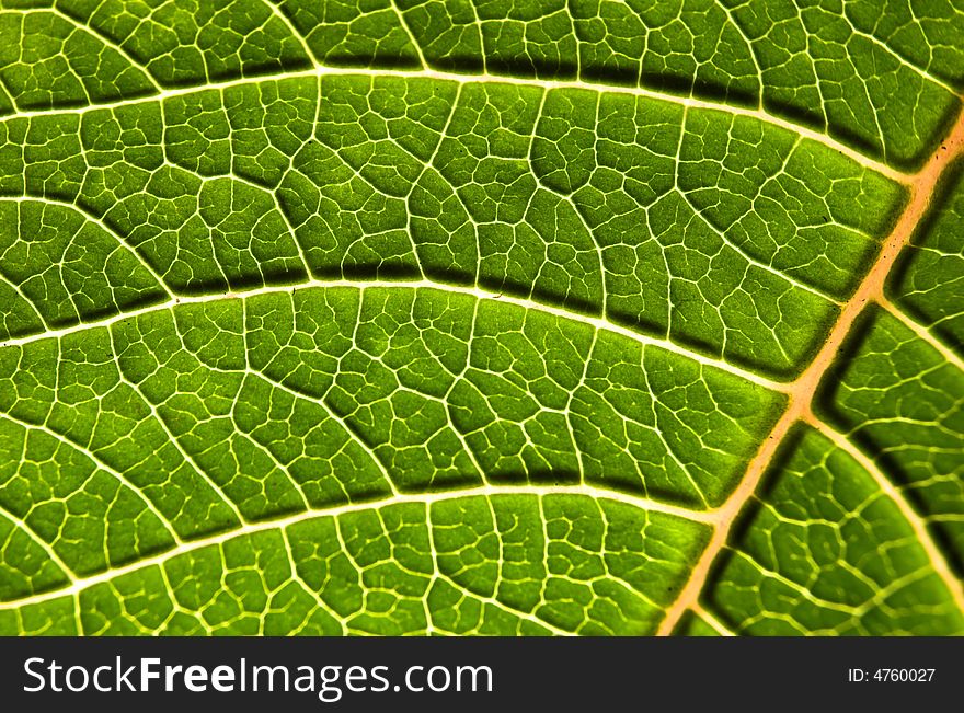 Green leaf with nice veins close up. Green leaf with nice veins close up