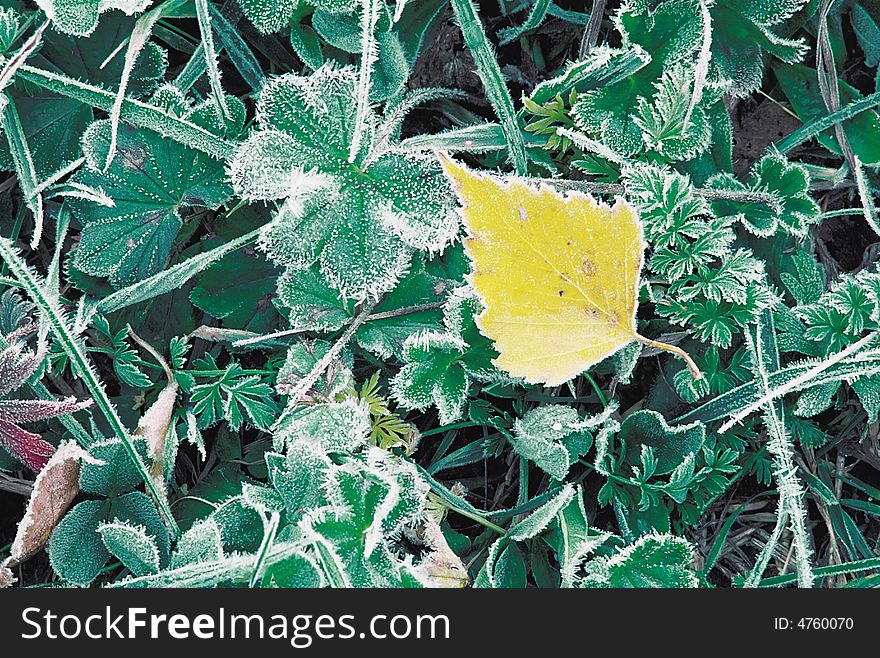 Yellow leaf of birch on background of grass.