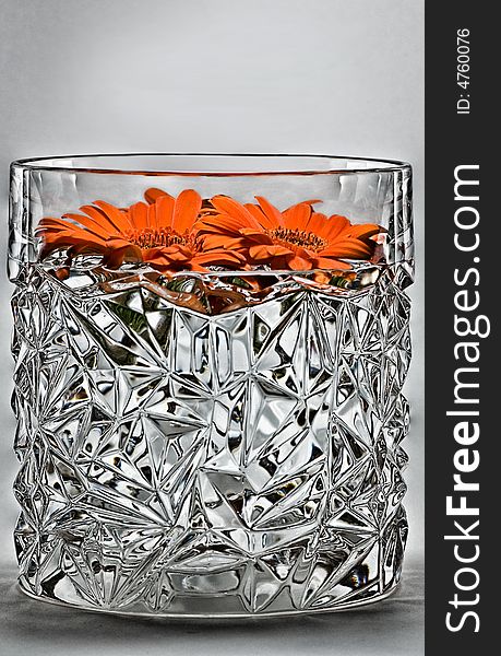 Orange Gerber Daisies floating in glass. Orange Gerber Daisies floating in glass.