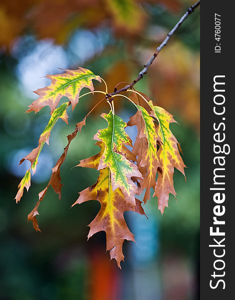 Autumn Leafs in the forest