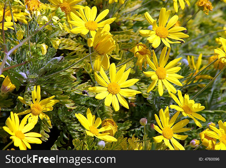 Beautiful yellow flowers background for happy summer time