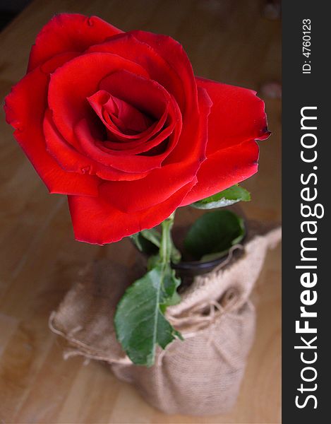 Close up on a beautiful bright red rose standing in a vase wrapped in brown fabric. The rose bloom is in focus, with the stem and vase defocused. Vertical orientation.