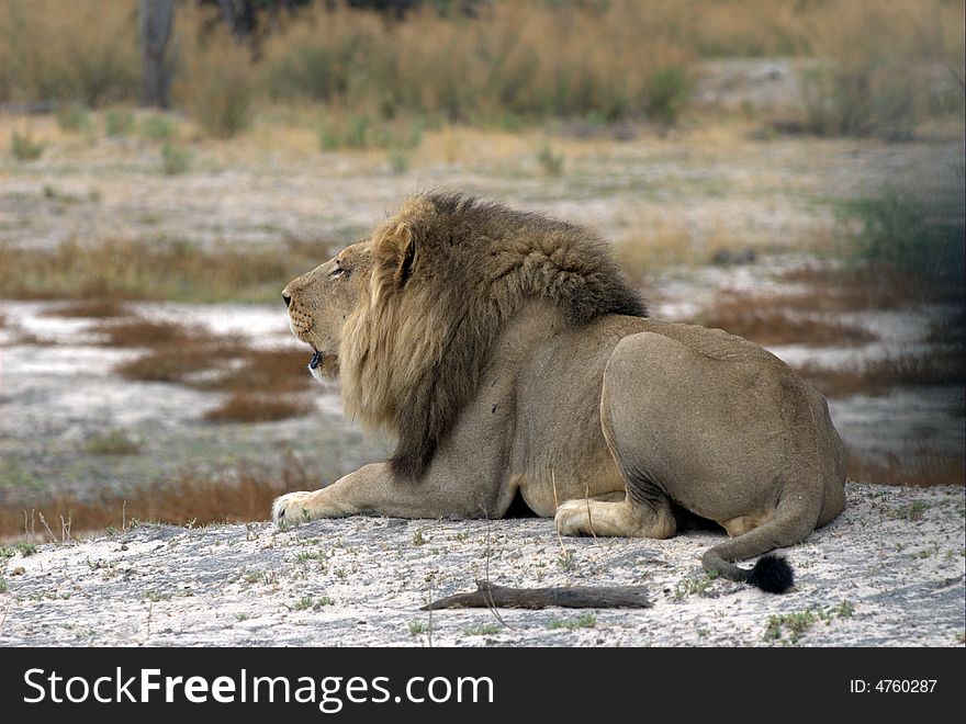 Lion is waiting for his brother - South Africa