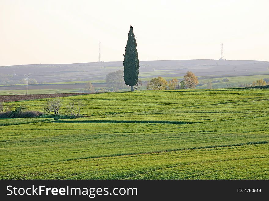 Green field with trees and antennas far away. Green field with trees and antennas far away