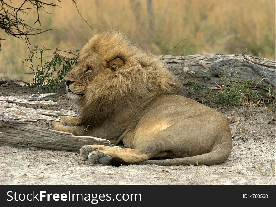 Lion liing next to the bush - South Africa