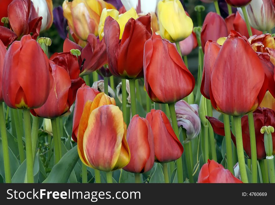 Close-up of Tulips In Home Garden. Close-up of Tulips In Home Garden