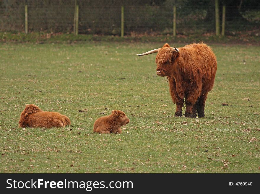 A Highland Cow family, Glamis Castle, Scotland