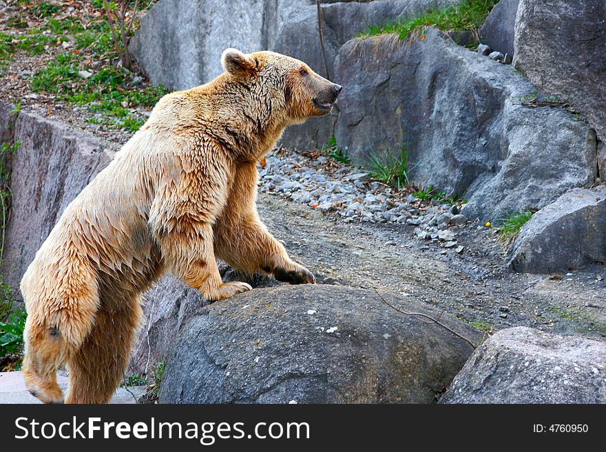 A brown bear jumping on a rock. A brown bear jumping on a rock