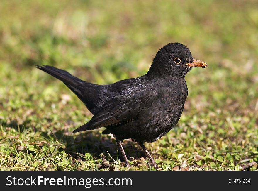 Blackbird walking on a grass