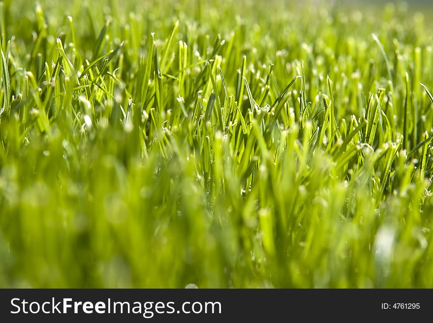 Close up shot of green grass field - selective focus