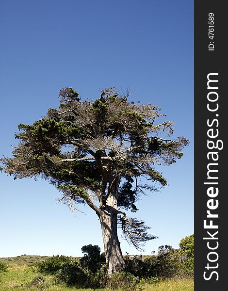 African tree within the table mountain national park near the cape of good hope cape town western cape province south africa
