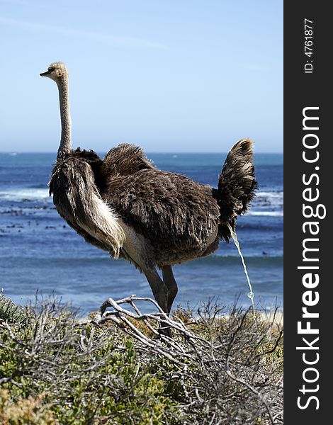 Southern ostrich struthio camelus