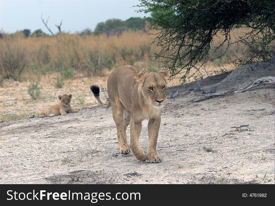 A part of the lion family - South Africa. A part of the lion family - South Africa