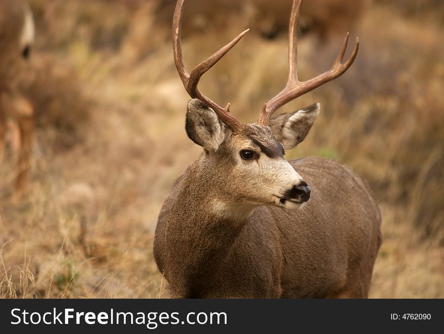 A buck in the wild side profile. A buck in the wild side profile.