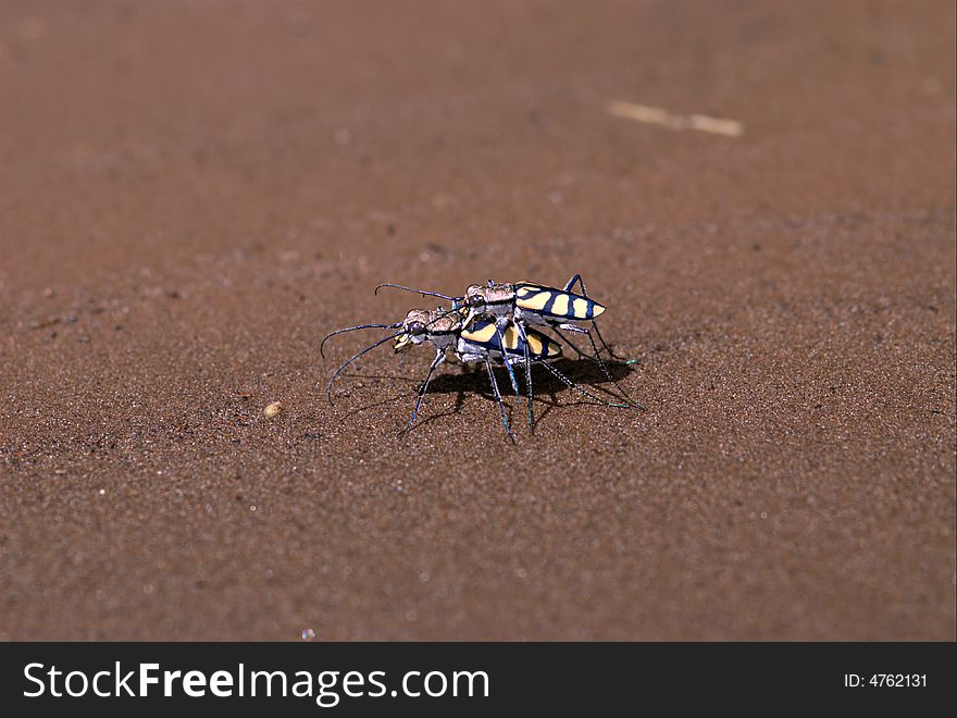 Afternoon insect matters - South Africa