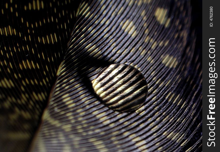 Macro photography of water drop on feather