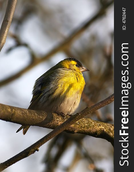 Siskin sitting on a branch