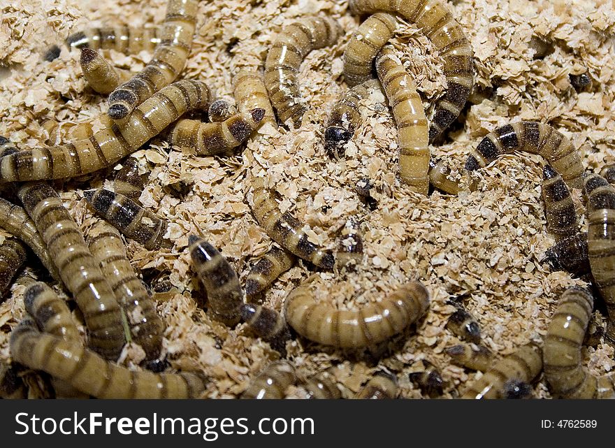 Close-up of big fat larvas. Can be use as a background.