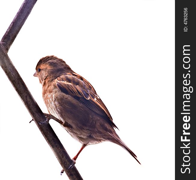 Sparrow, 255
