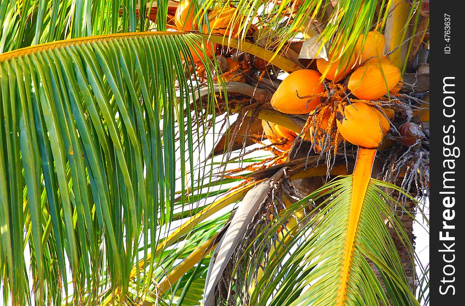 Colorful coconuts hanging around on a tree.