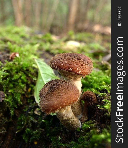 Another photo of this eatable mashrooms. Another photo of this eatable mashrooms