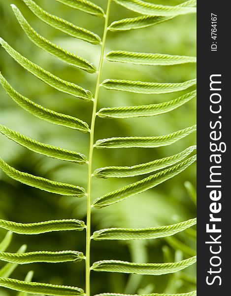 Vibrant green fern background texture