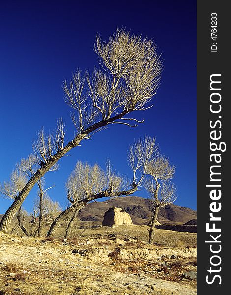 Grotesque trees and watchtower of Bataizi sector of Great Wall of China, in vicinity of datong, shanxi