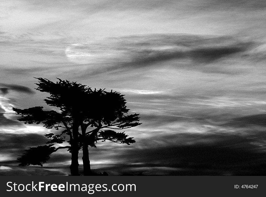 Dark ominous foreboding sky over a group of cypress trees. Dark ominous foreboding sky over a group of cypress trees
