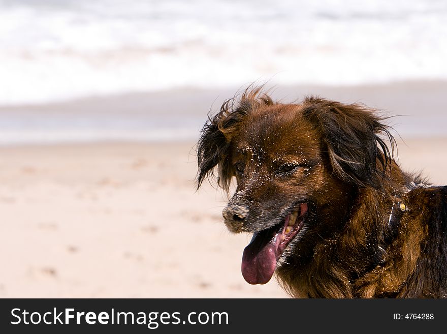 Sandy brown dog on the beach. Shallow DOF; beach and surf background. Sandy brown dog on the beach. Shallow DOF; beach and surf background