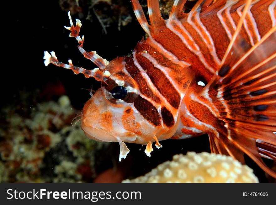 A close-up of a common Lionfish