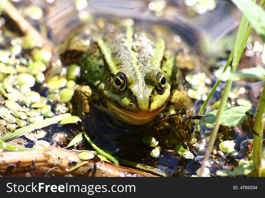 The green frog sits in water in the afternoon