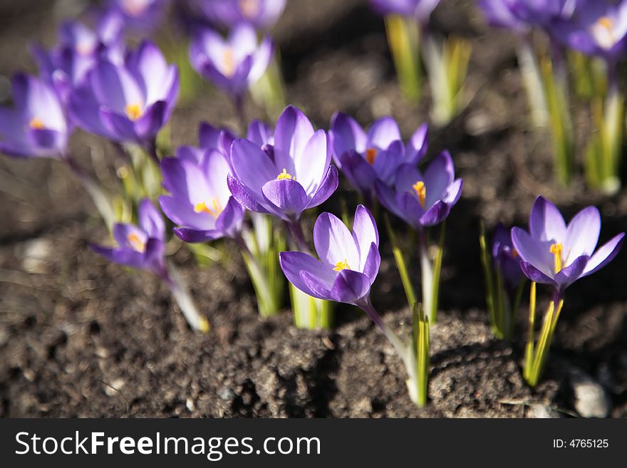 Purple crocus close-up. In garden. Purple crocus close-up. In garden.